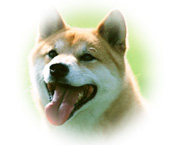 デオスプラッシュ　犬イメージ