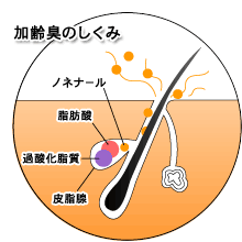 加齢臭のしくみ